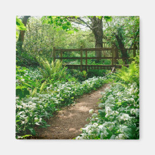 Bloemen   Witte wilde bloemen in de bossen Magneet