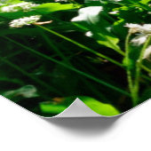 Bloemen | Witte wilde bloemen in de bossen Poster (Hoek)