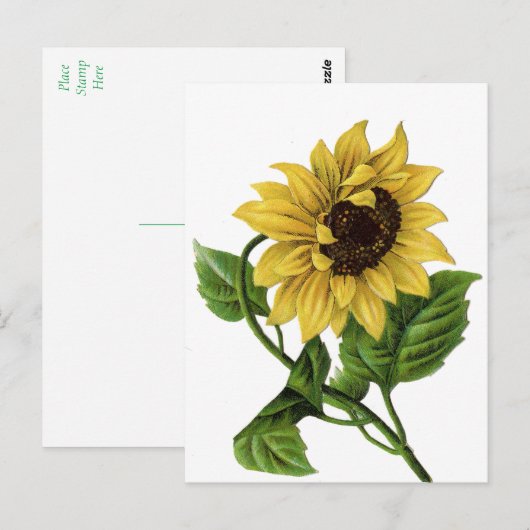 Bloemen Zonnebloem Geel & Groene Bloem Briefkaart (Voorkant / Achterkant)