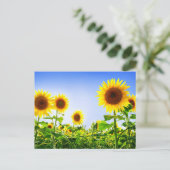 Bloemen Zonnebloem Gele Bloemen Blauw Briefkaart (Staand voorkant)