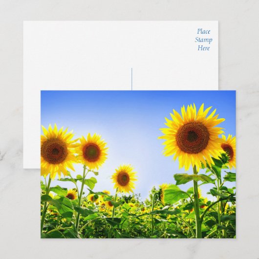 Bloemen Zonnebloem Gele Bloemen Blauw Briefkaart (Voorkant / Achterkant)
