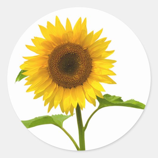 Bloemen Zonnebloem Gele Zonnebloem Ronde Sticker (Voorkant)