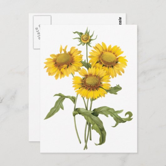  bloemen zonnebloem met bloemen door roodoute briefkaart (Voorkant / Achterkant)