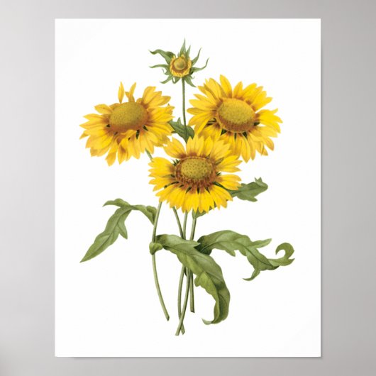 bloemen zonnebloem met bloemen door roodoute poster (Voorkant)