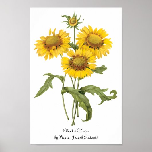 bloemen zonnebloem met bloemen door roodoute poster (Voorkant)