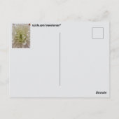 Bloemenansichtkaart Briefkaart (Achterkant)