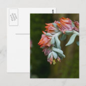Bloemend Succulent Briefkaart (Voorkant / Achterkant)