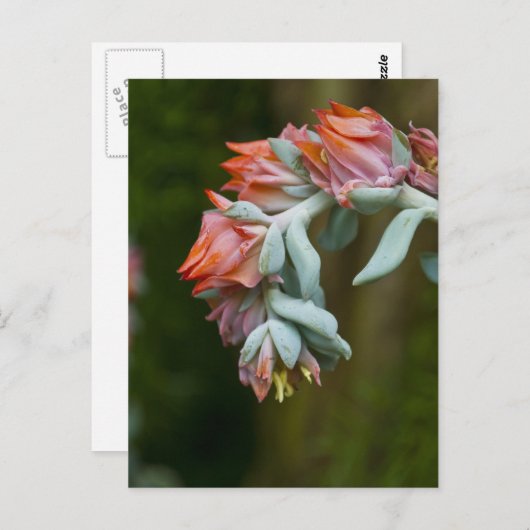 Bloemend Succulent Briefkaart (Voorkant / Achterkant)