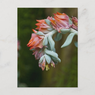 Bloemend Succulent Briefkaart