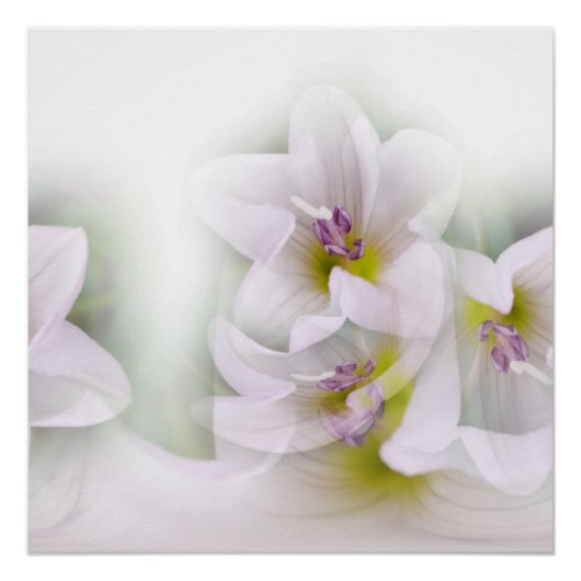 bloemendans perfect poster (Voorkant)