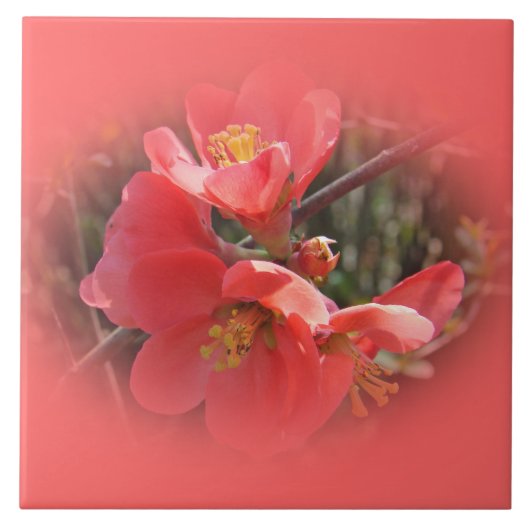 Bloemende kweepboom tegeltje (Voorkant)