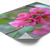 Bloemende kweepel poster (Hoek)