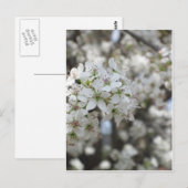 Bloemende perenboom briefkaart (Voorkant / Achterkant)