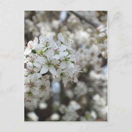 Bloemende perenboom briefkaart (Voorkant)