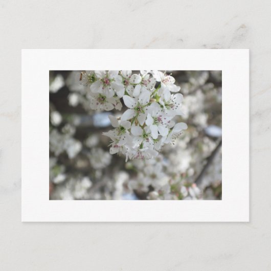 Bloemende perenboom briefkaart (Voorkant)