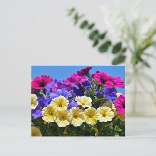 Bloemende petunia surfinia briefkaart (Staand voorkant)