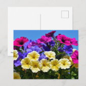 Bloemende petunia surfinia briefkaart (Voorkant / Achterkant)