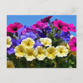 Bloemende petunia surfinia briefkaart (Voorkant)