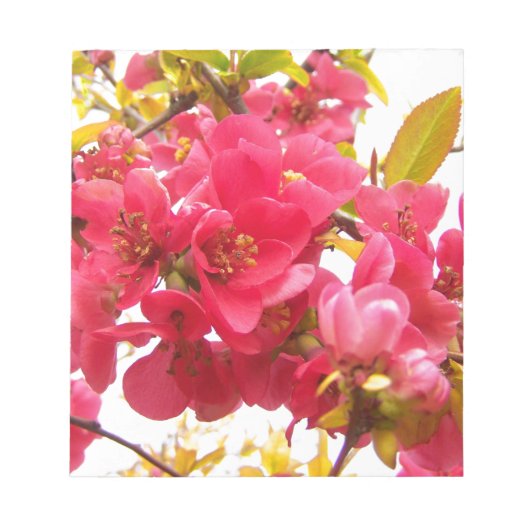 Bloemende Quince Japan Pink Spring Flowers Shrub Notitieblok (Voorkant)