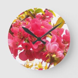 Bloemende Quince Japan Pink Spring Flowers Shrub Ronde Klok