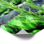 Bloemende Succulten Poster (Hoek)