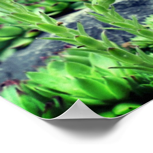 Bloemende Succulten Poster (Hoek)