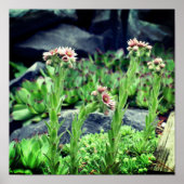 Bloemende Succulten Poster (Voorkant)