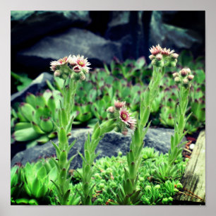 Bloemende Succulten Poster