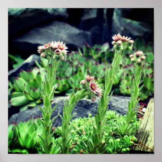 Bloemende Succulten Poster (Voorkant)