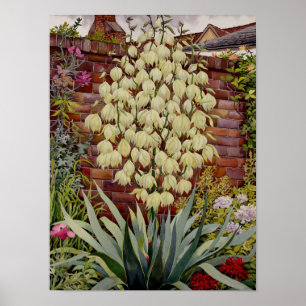 Bloemende Yucca Poster