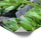 Bloemende zuigkippen en kippen poster (Hoek)