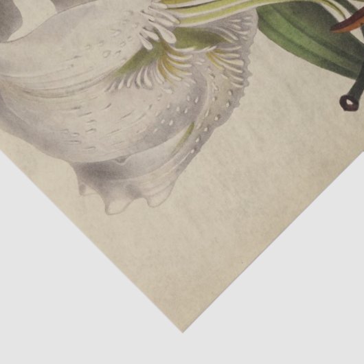  Bloemenephemera Decoupage Paarse Lelie Tissuepapier (Detail)