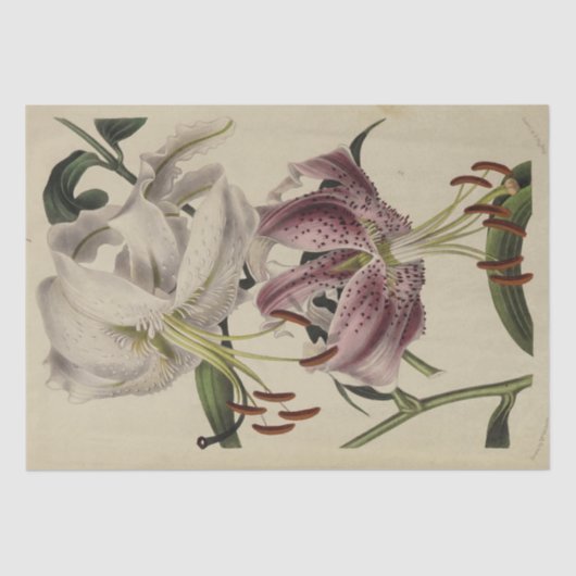  Bloemenephemera Decoupage Paarse Lelie Tissuepapier (Voorkant)