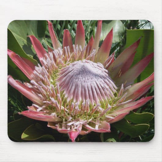 Bloemenfotografie King Protea Muismat (Voorkant)