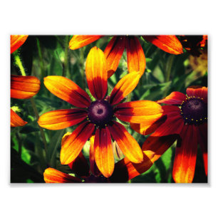 Bloemenfotografie Kodak Professional Foto Afdruk