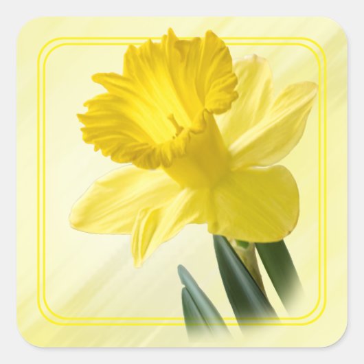 Bloemenfotografie Yellow Daffodil Natuur Pic Vierkante Sticker (Voorkant)