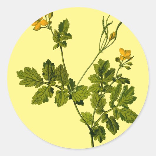 bloemenkruid van celandine ronde sticker (Voorkant)