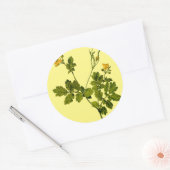bloemenkruid van celandine ronde sticker (Envelop)