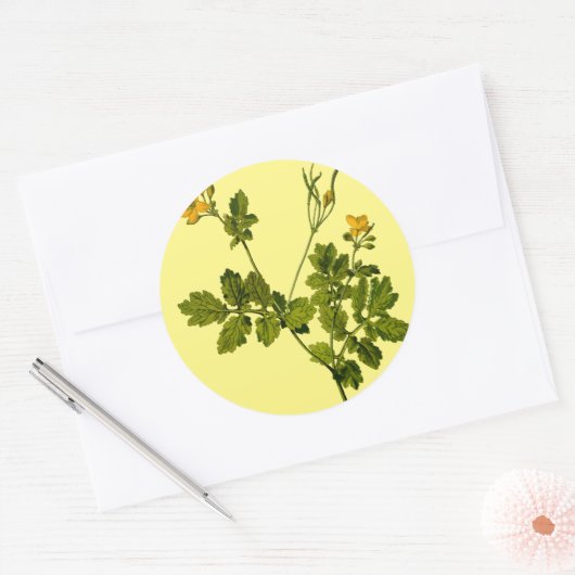 bloemenkruid van celandine ronde sticker (Envelop)