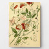  Bloemenkunst Zoete Erwt Lathyrus odoratus Fotoplaat (voorkant)