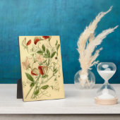  Bloemenkunst Zoete Erwt Lathyrus odoratus Fotoplaat (Zijkant)