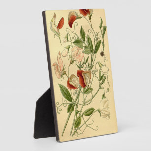  Bloemenkunst Zoete Erwt Lathyrus odoratus Fotoplaat