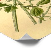 Bloemenkunst Zoete Erwt Lathyrus odoratus Poster (Hoek)