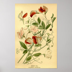 Bloemenkunst Zoete Erwt Lathyrus odoratus Poster
