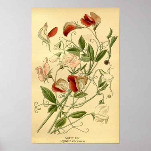 Bloemenkunst Zoete Erwt Lathyrus odoratus Poster (Voorkant)