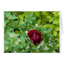 bloemenland in het voorjaar