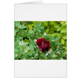 bloemenland in het voorjaar