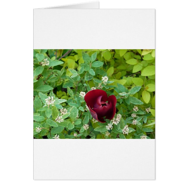 bloemenland in het voorjaar (Voorkant)