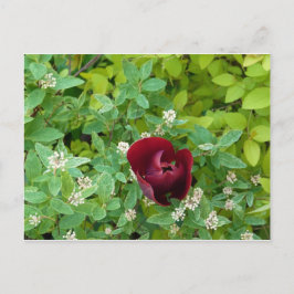 bloemenland in het voorjaar briefkaart