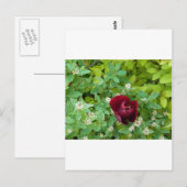 bloemenland in het voorjaar briefkaart (Voorkant / Achterkant)